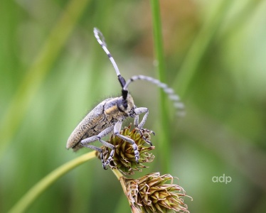 Longhorn beetle (Agapanthia villosoviridescens)  Alan Prowse